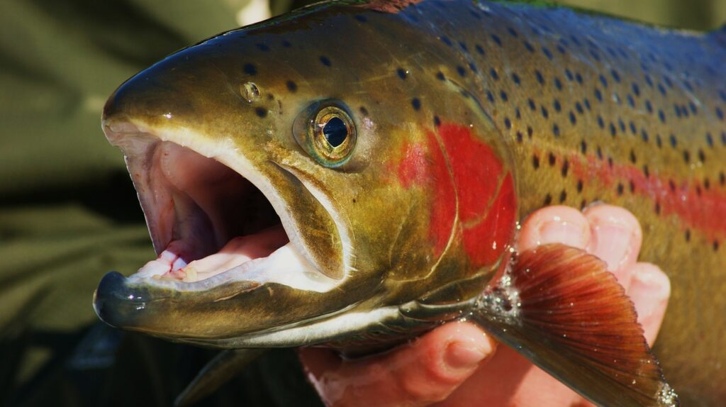 Rainbow trout, fish