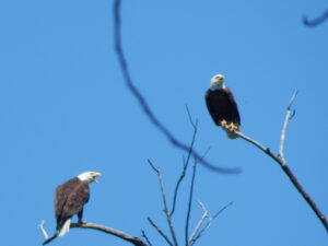 bird watching, bald eagle