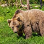 animal aware, grizzly bear