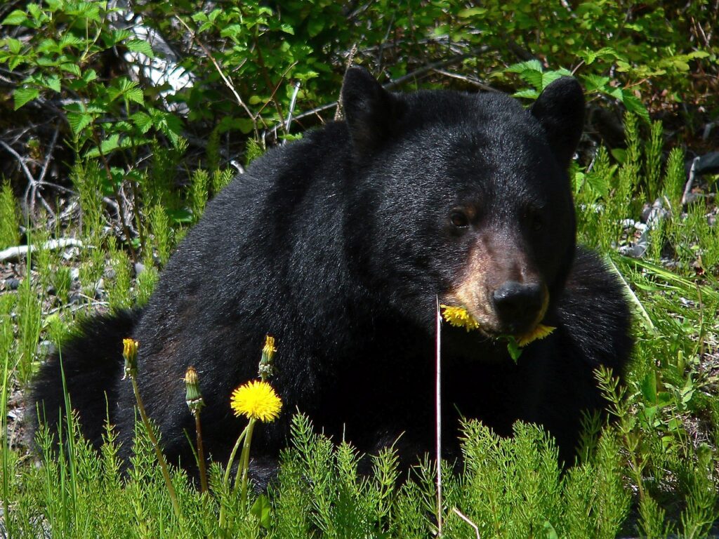 black bear, how to camp in bear country