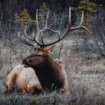 bull elk