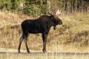 bull moose