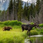 cow moose and calves