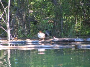 red headed ducks, birdwatching as a Hobby