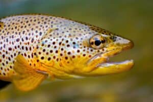 brown trout