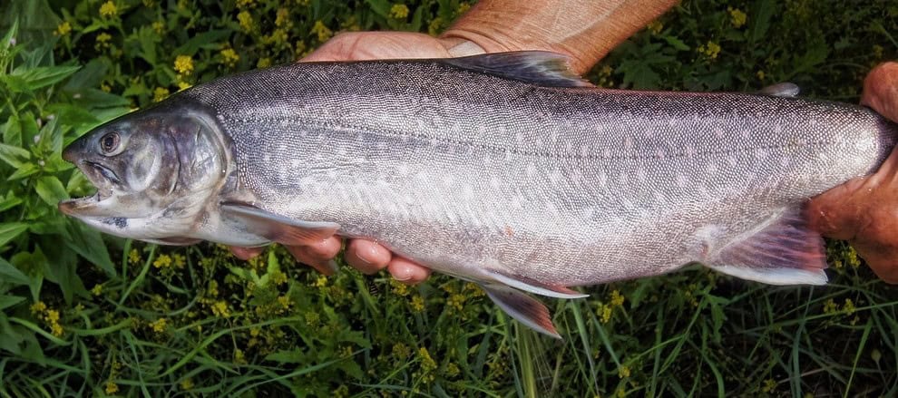 trout fishing
