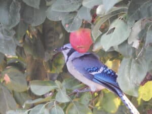 blue jay