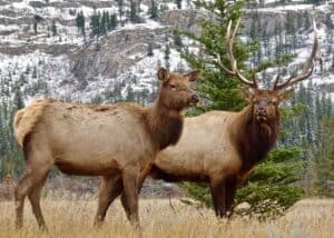 elk