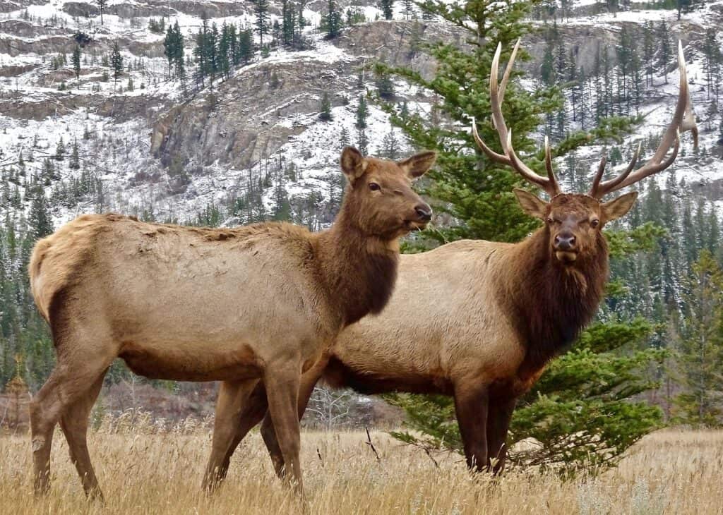 elk calls