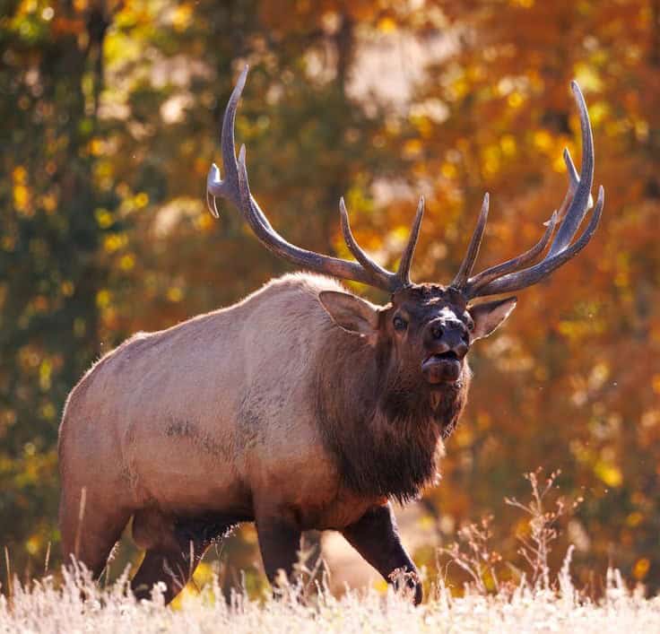 bull elk, elk calls