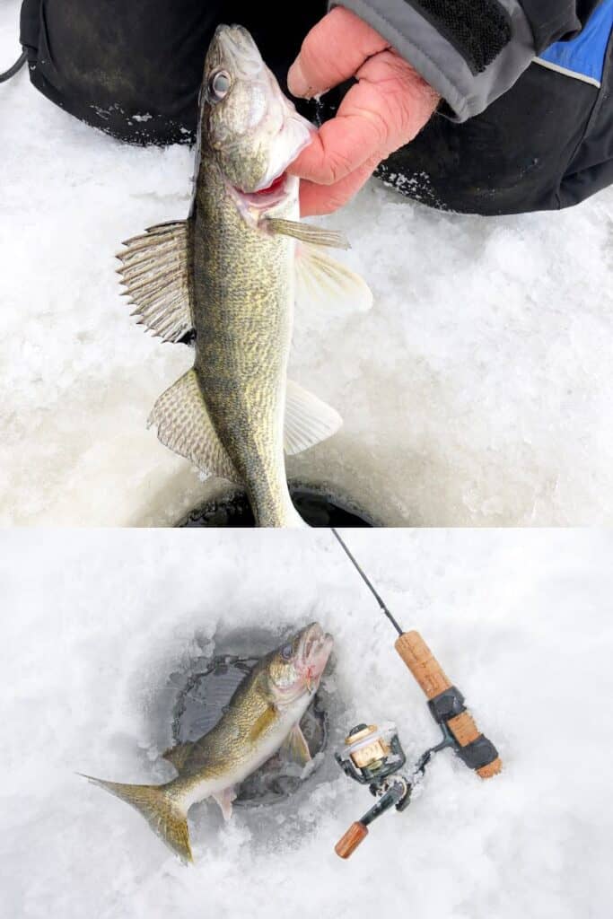 how to catch walleye through the ice