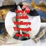 how to catch walleye through the ice