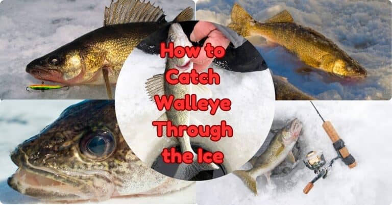 how to catch walleye through the ice