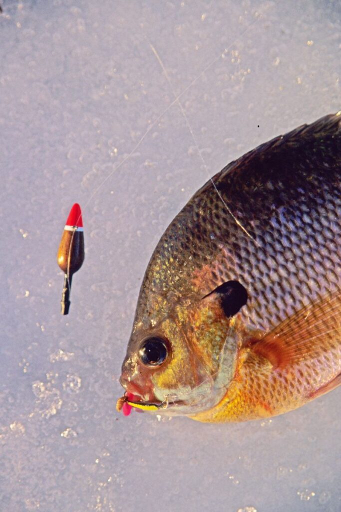 ice fishing for panfish, bluegill