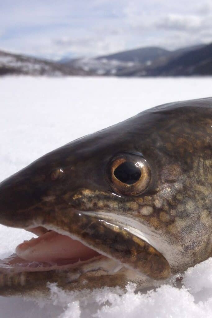 trout ice fishing