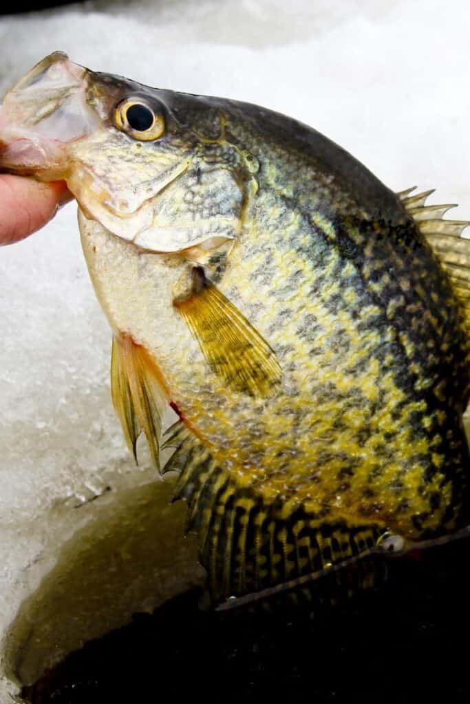 ice fishing for panfish, crappie