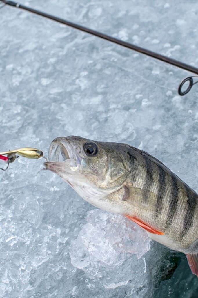 ice fishing for panfish, perch