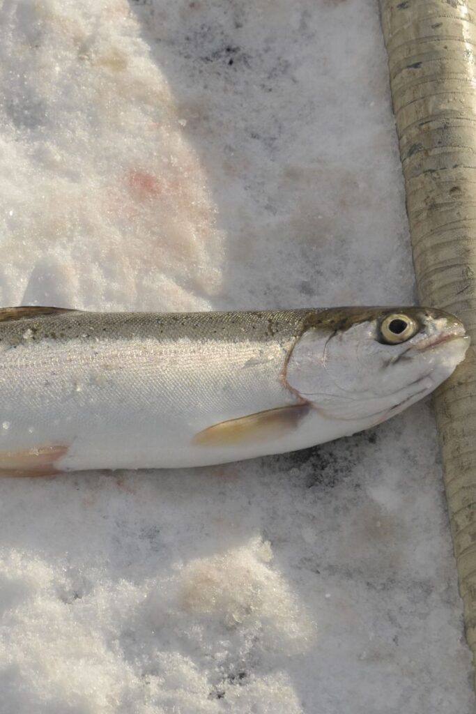 Ice fishing for trout