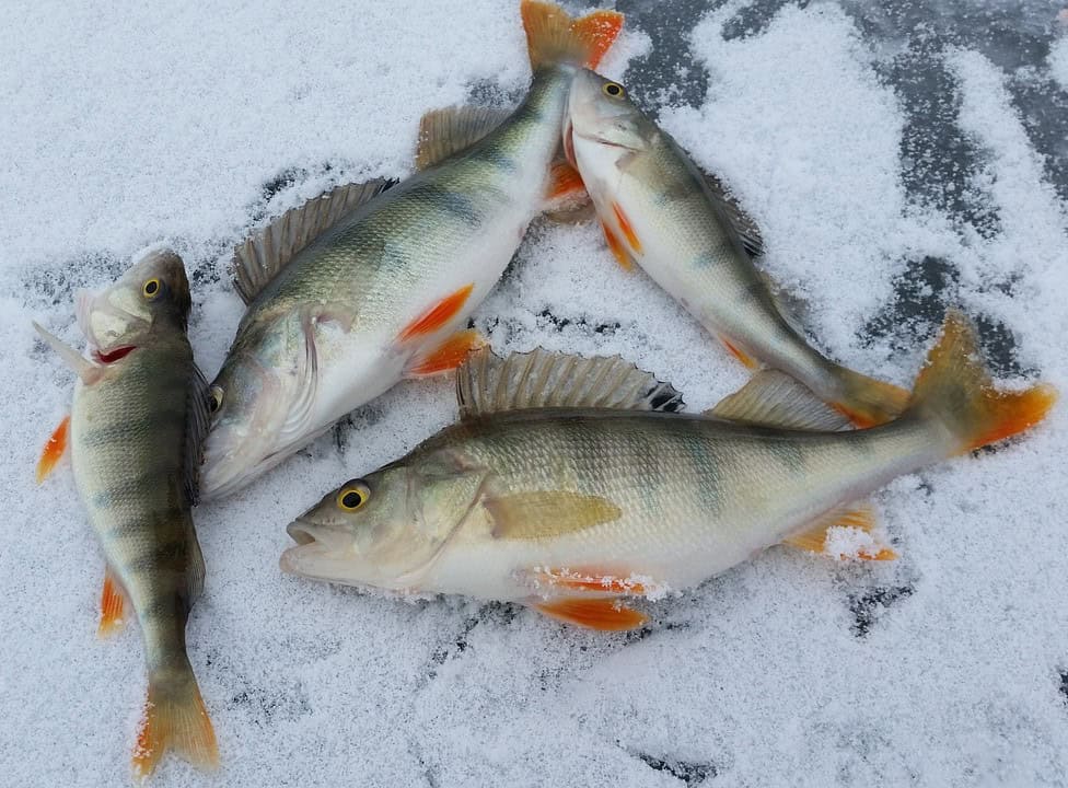 ice fishing for panfish