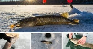 How to Ice Fish for Pike