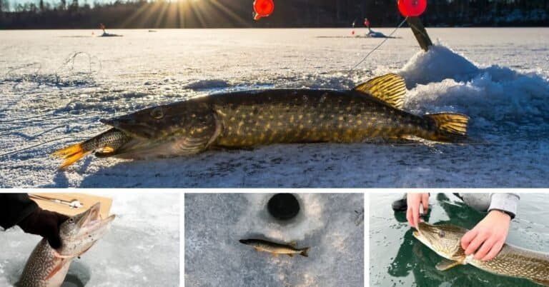 How to Ice Fish for Pike