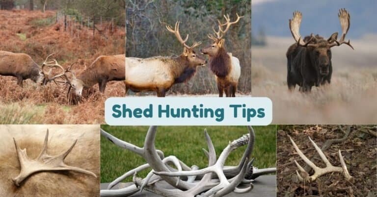 Shed hunting tips