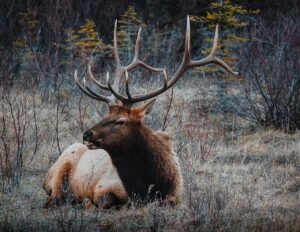 shed hunting tips