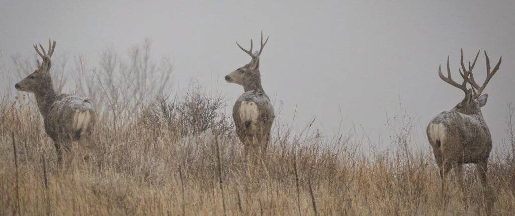 shed hunting tips