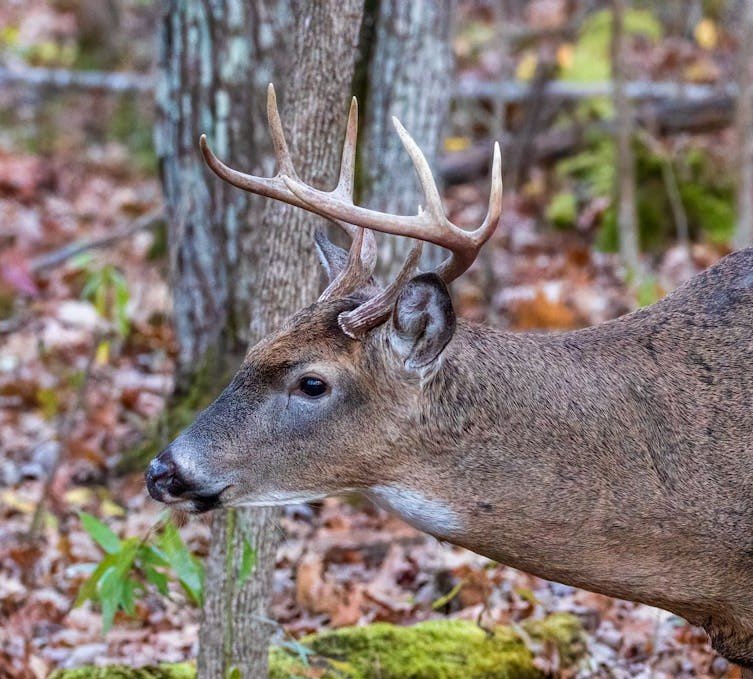 shed hunting tips whitetail deer