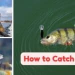 How to catch perch