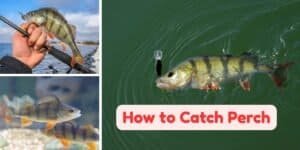 How to catch perch