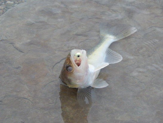 Best Walleye Baits and Lures That Actually Work walleye caught on a jig