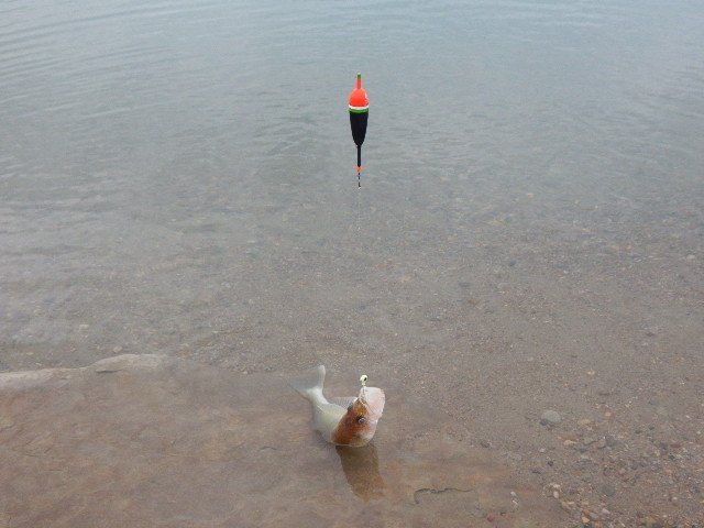 night fishing for walleye