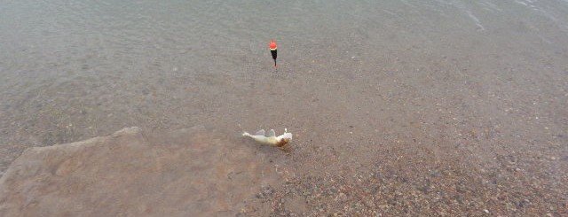early fall walleye fishing