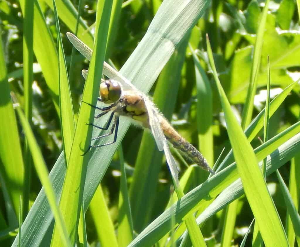 dragon fly