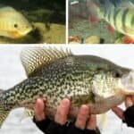 pictures of panfish for How to Catch Panfish for Beginners