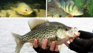 pictures of panfish for How to Catch Panfish for Beginners