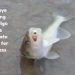 Walleye Fishing with Jigs