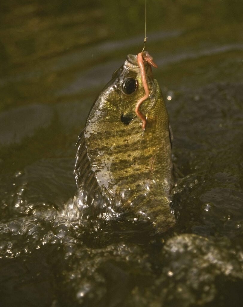 How to Catch Panfish for Beginners: Tips for Success bluegill