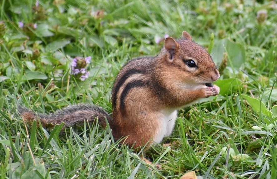 chipmunk, How to Start Camping for Complete Beginners 