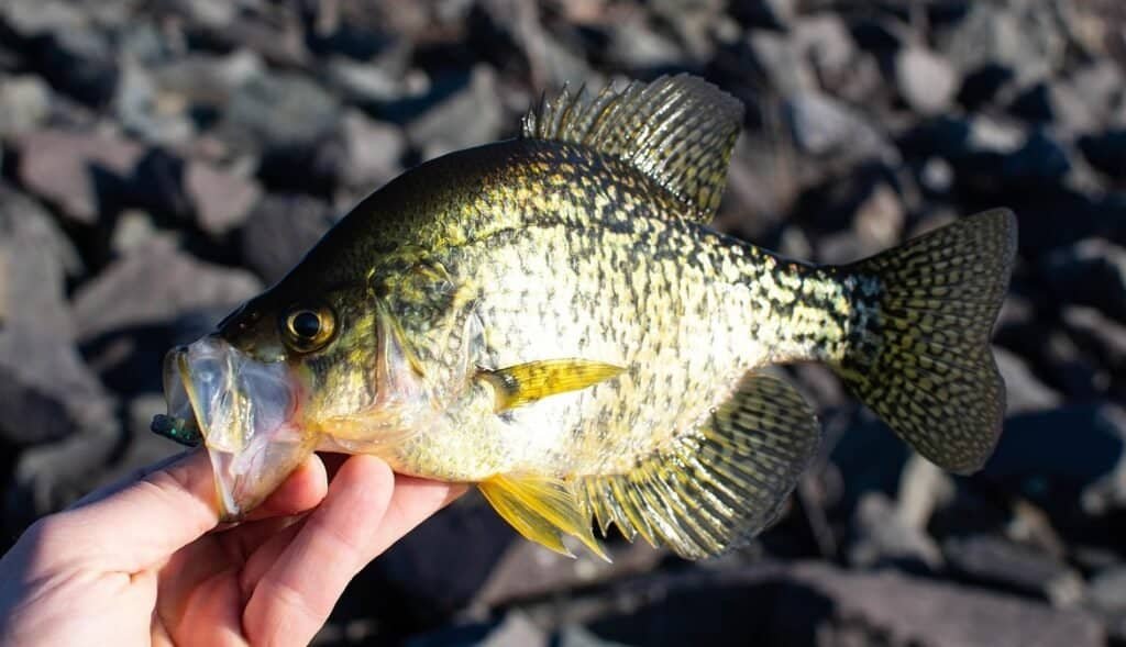 How to Catch Panfish for Beginners: Tips for Success crappie
