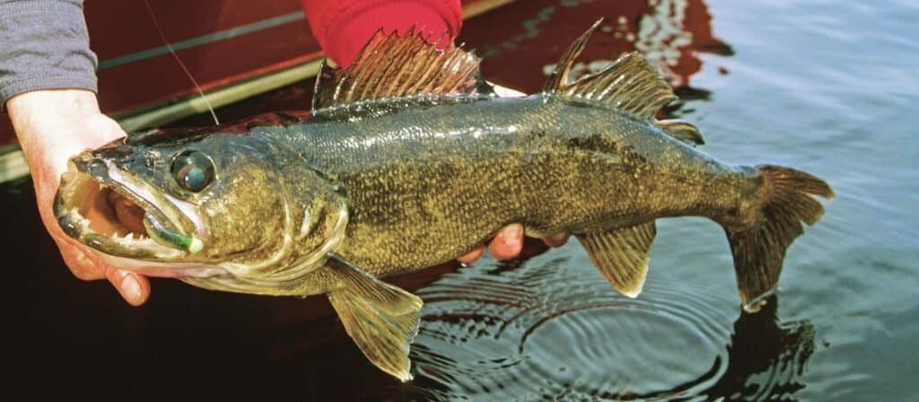 Walleye Fishing with Jigs: Beginners Guide for Success Walleye Fishing with Jigs