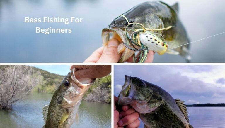 Bass fishing for beginners