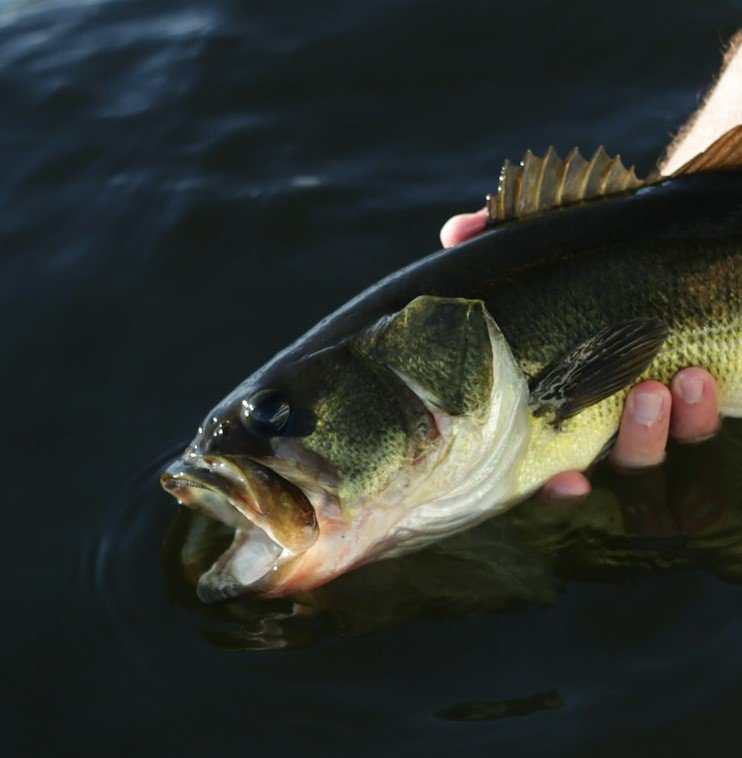 releasing a bass