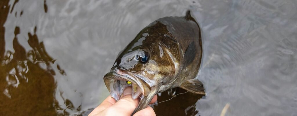 bass fishing for beginners