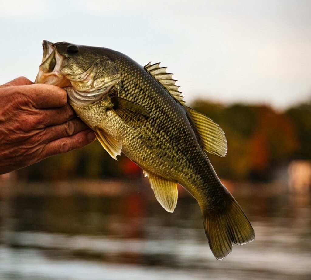Bass fishing for beginners 