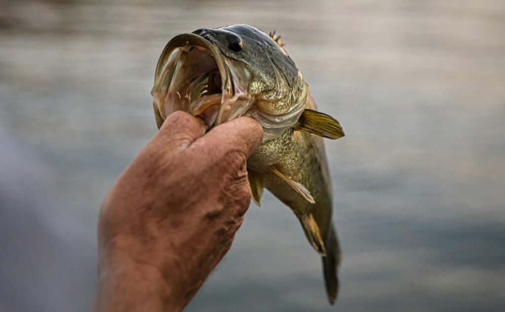 bass fishing for beginners