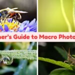 Beginners guide to macro photography