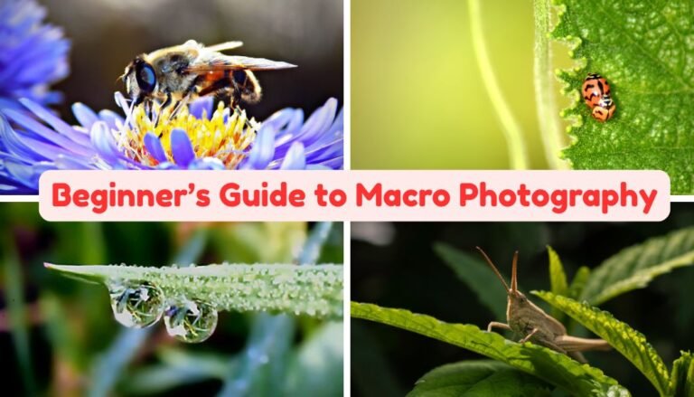 Beginners guide to macro photography