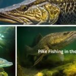 Pike fishing in the fall